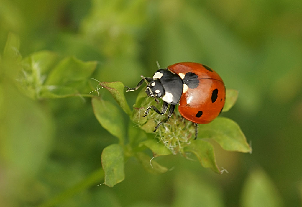 tag: ladybug