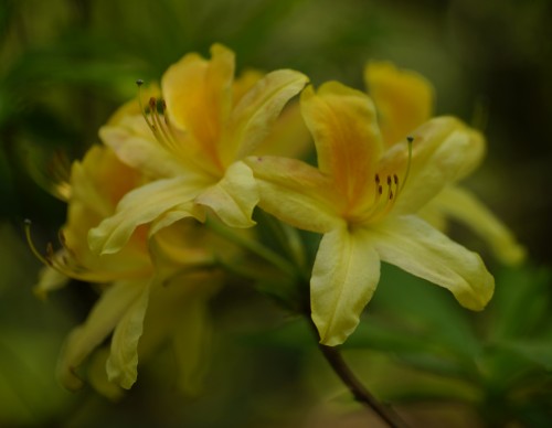 RHoDoDeNDRoN