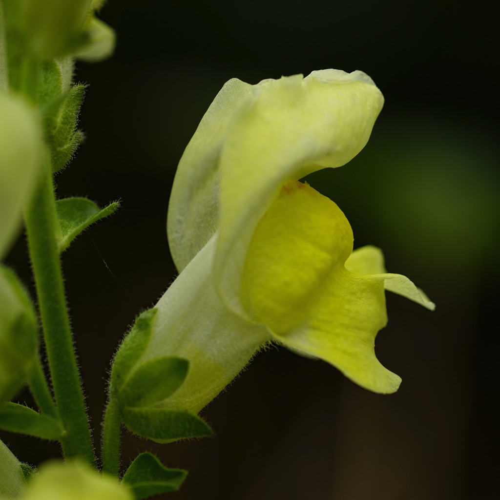 THe LaRGe SNaPDRaGoN