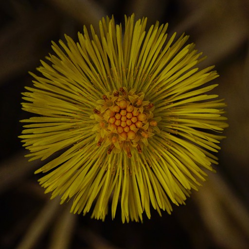 CoLTSFooT