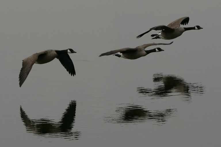 GeeSe