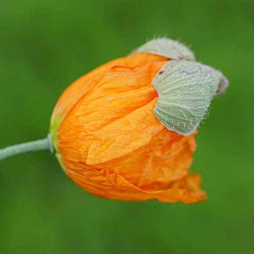 PoPPy 