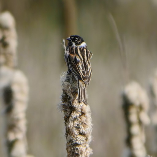 ReeD BuNTiNG