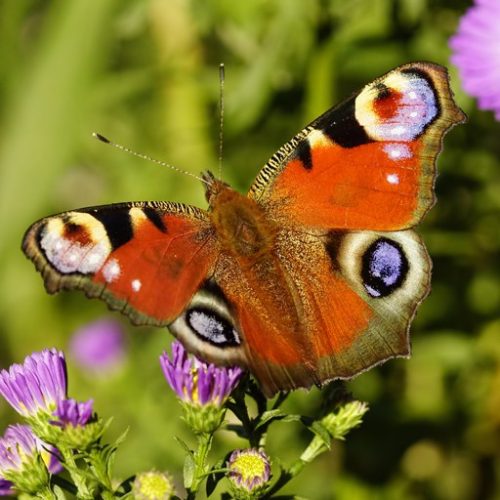 PeaCoCK BuTTeRFLy