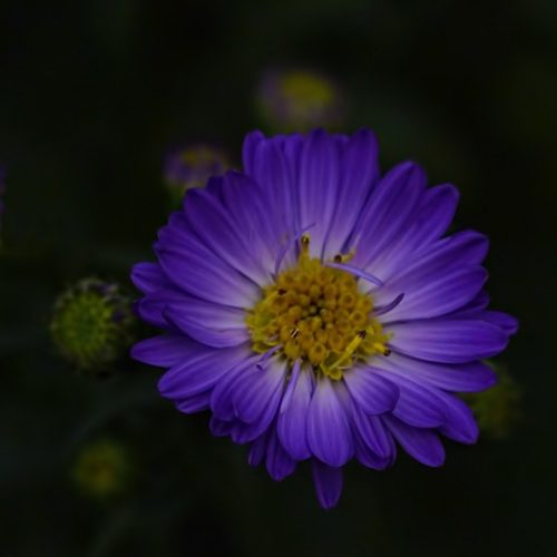 aSTeR