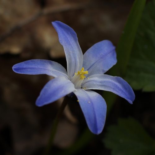 CHioNoDoXa