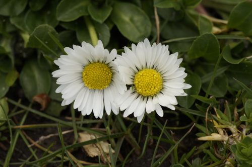 DaiSieS