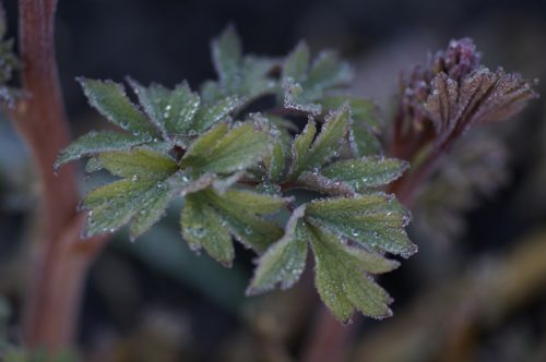 DiCeNTRa SPeCTaBiLiS