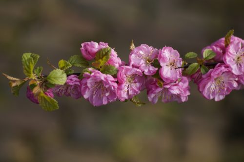 JaPaNeSe CHeRRy TRree