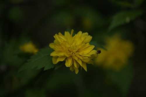 KeRRia JaPoNiCa