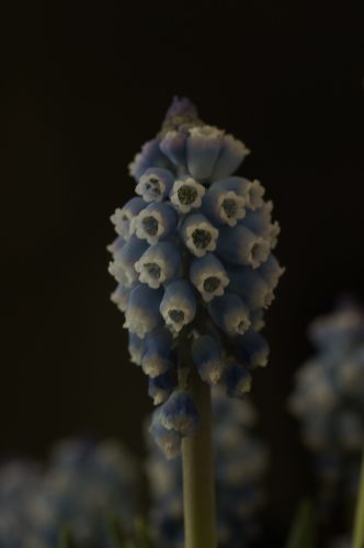 MuSCaRi