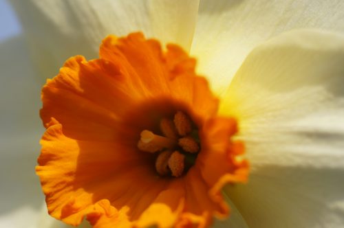 NaRCiSSuS 