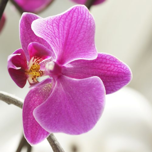 PHaLaeNoPSiS 