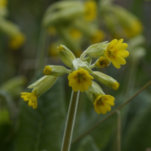 PRiMuLa VeRiS