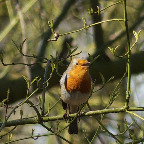 RoBiN 