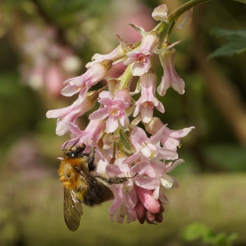 THe FLoWeR aND THe Bee