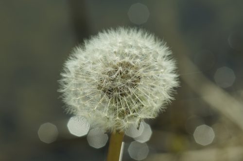 TaRaXaCuM