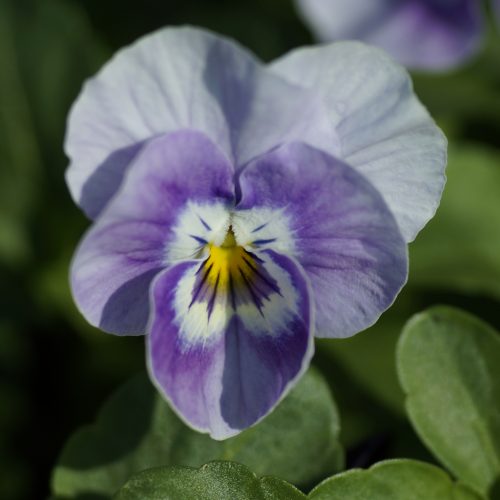 VioLa