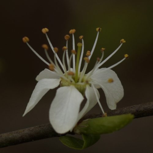 aMeLaNCHieR LaMaRCKii 