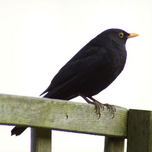 BLaCKBiRD 