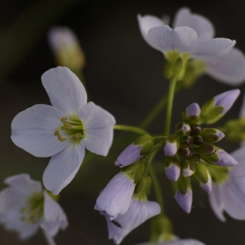 CaRDaMiNe PRaTenSiS