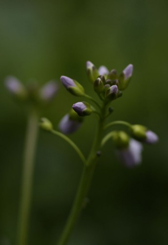 CaRDaMiNe PRaTenSiS