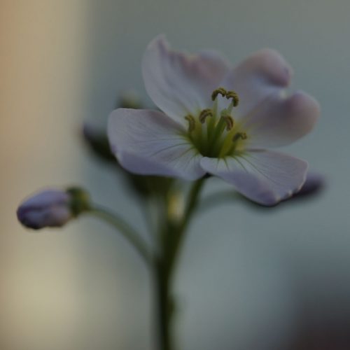 CaRDaMiNe PRaTenSiS