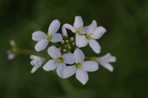 CaRDaMiNe PRaTenSiS