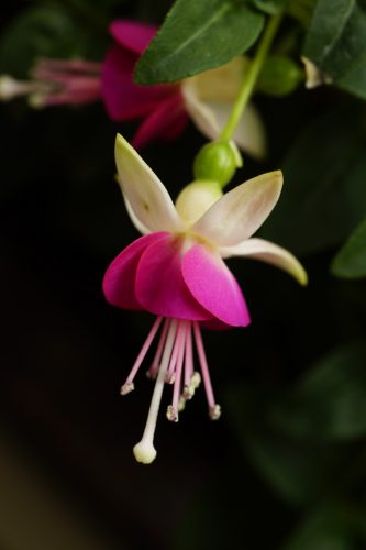 FuCHSiA