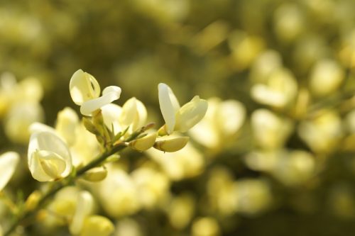 GoRSe 