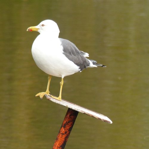 GuLL 