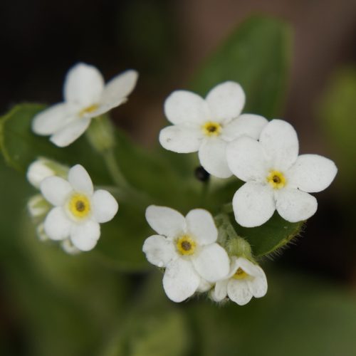 WHiTe MyoSoTiS