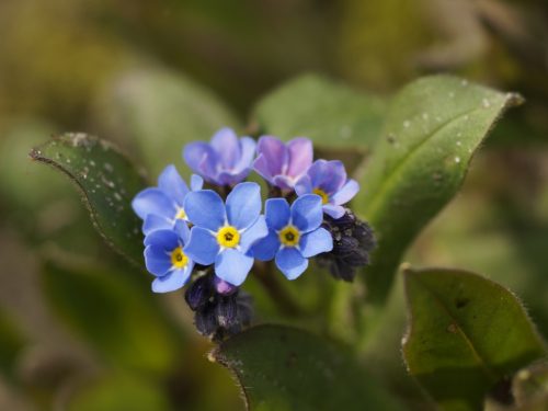 MyoSoTiS