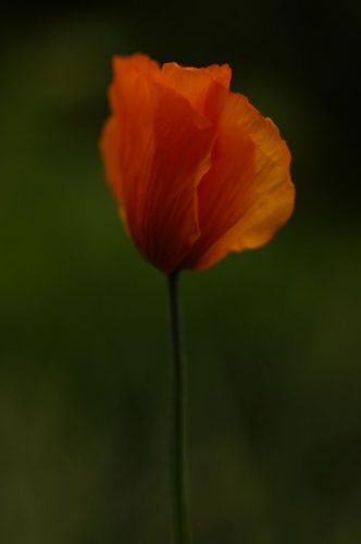 PoPPy 