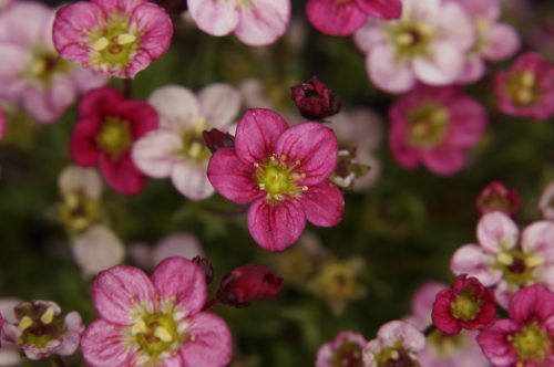 SaXiFRaGa