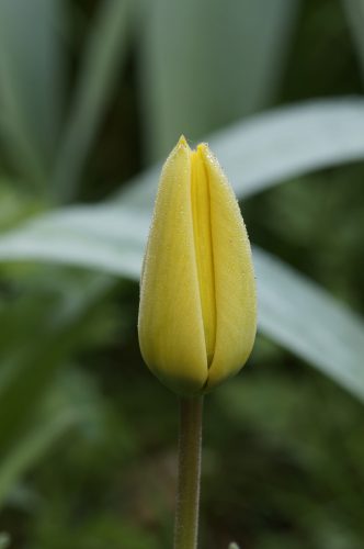 TuLiP 