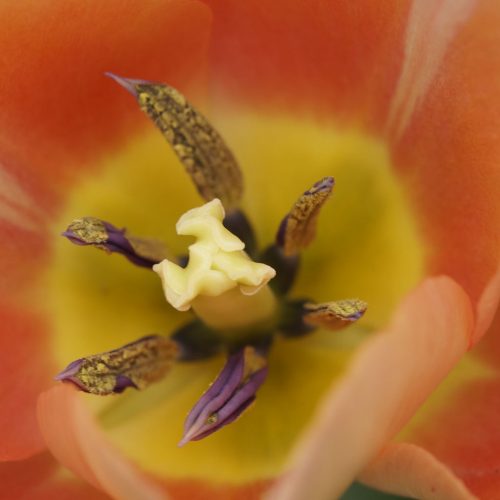 TuLiP