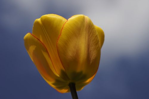 TuLiP