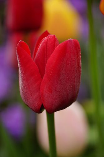 TuLiP