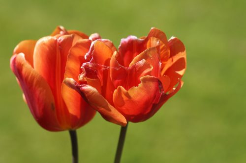 TuLiP 