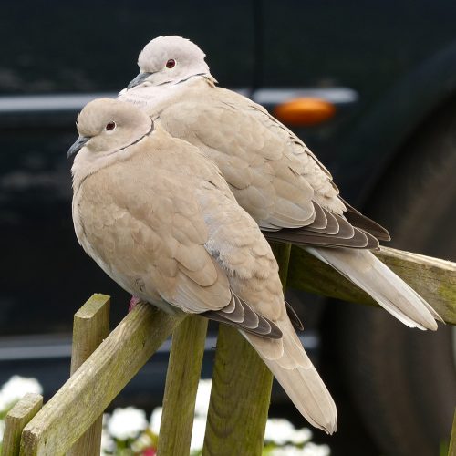 TuRTLeDoVeS