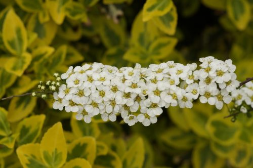 WHiTe BLoSSeM