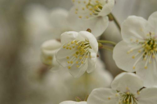 WHiTe BLoSSeM