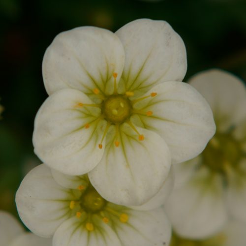 WHiTe SaXiFRaGa