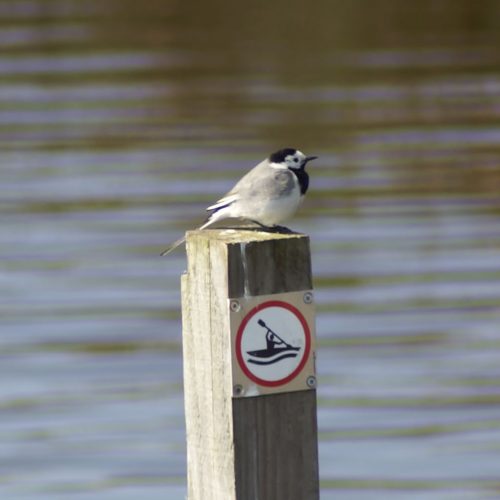 WaGTaiL