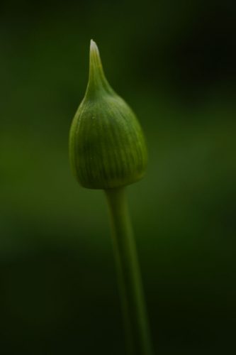 aLLiuM