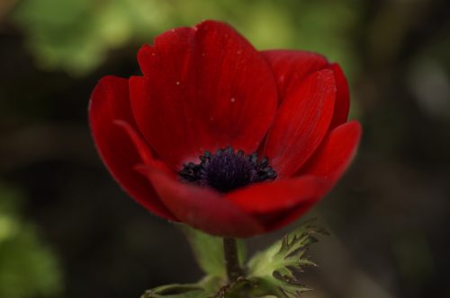 aNeMoNe