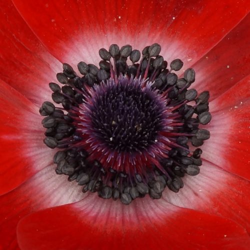 aNeMoNe 