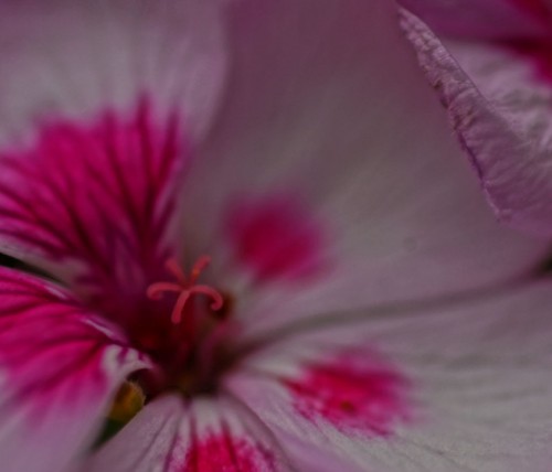 GeRaNiuM