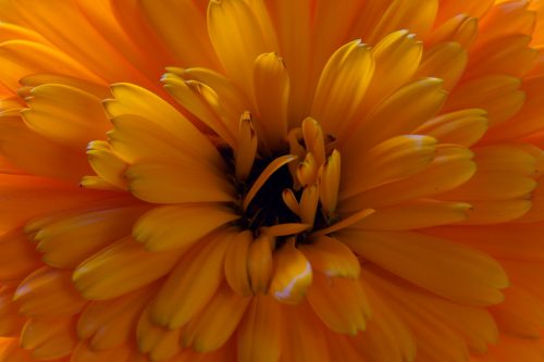 MaRiGoLD